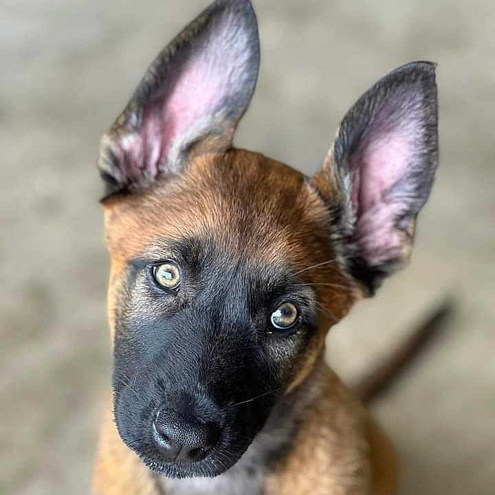 Sitka is registered to the contest to win money with this photo: puppy, dog, belgian_malinois, portrait, head_tilt, large_ears, pointed_ears, tan_coat, black_mask, bright_eyes, animal, pet, canine, close_up, indoors, blurred_background, sitting, curious, cute, photography