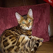 Zuri is registered to the contest to win money with this photo: cat, bengal_cat, kitten, feline, spotted_coat, striped_fur, green_eyes, pointed_ears, whiskers, curled_tail, sitting, lounging, portrait, indoor, sofa, cushion, leather, home, pet, flash_photography