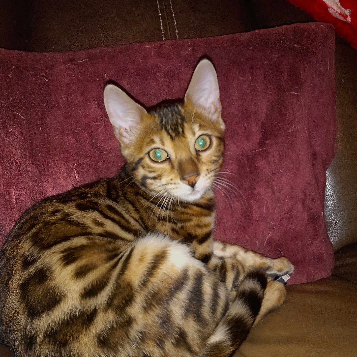 Zuri is registered to the contest to win money with this photo: cat, bengal_cat, kitten, feline, spotted_coat, striped_fur, green_eyes, pointed_ears, whiskers, curled_tail, sitting, lounging, portrait, indoor, sofa, cushion, leather, home, pet, flash_photography
