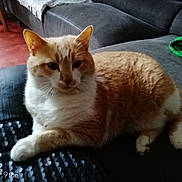 Kiara participe au concours pour gagner de l'argent avec cette photo : animal, blanket, cat, couch, cozy, cushion, domestic_animal, fur, furniture, home, indoor, living_room, mammal, orange_cat, paw, pet, relaxing, resting, tail, white_cat