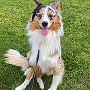 Rafale participe au concours pour gagner de l'argent avec cette photo : dog, australian_shepherd, grass, outdoor, pet, canine, happy, tongue_out, leash, sitting, fur, nature, tree, car, smiling, animal, domestic_animal, portrait, greenery, daytime