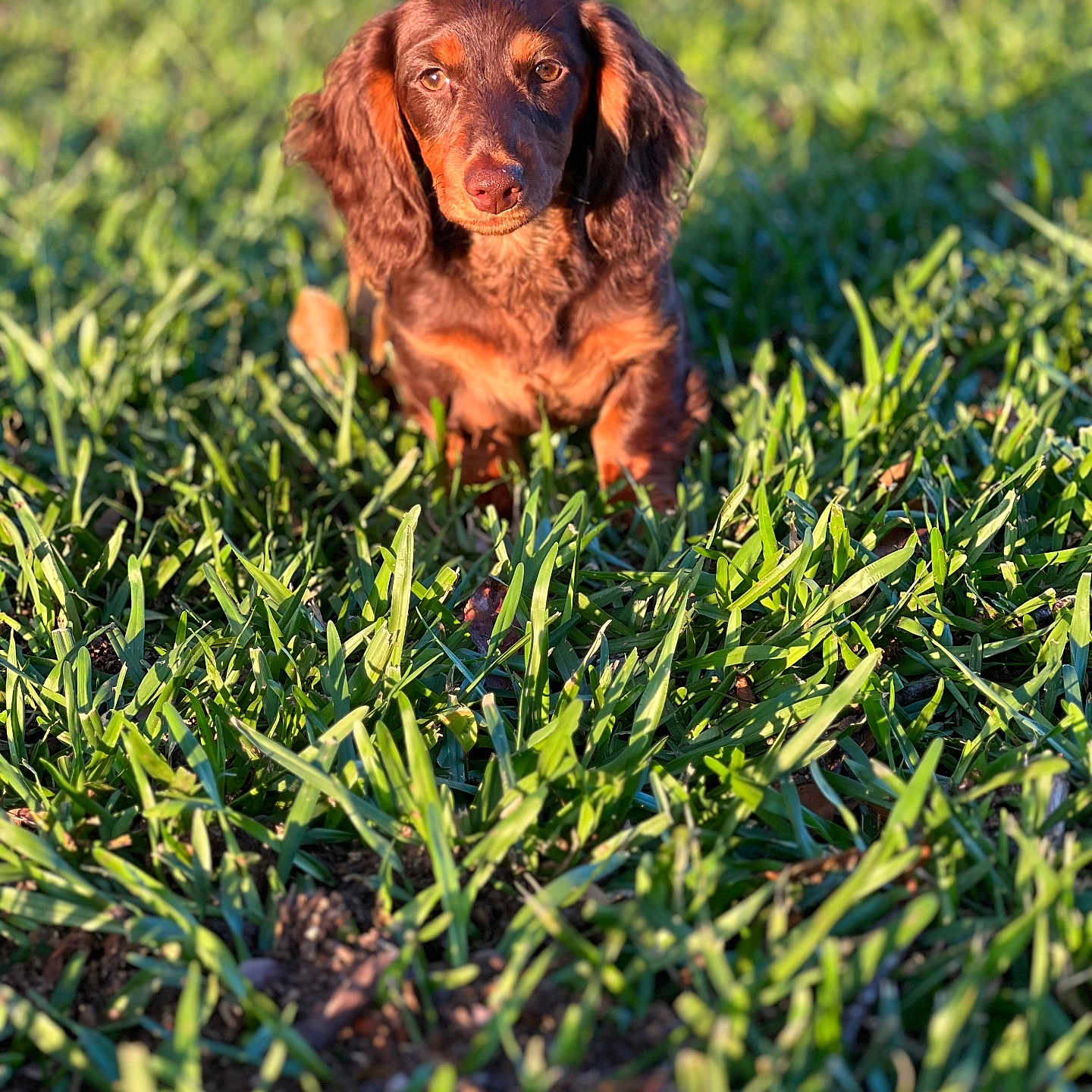 Layla is registered to the contest to win money with this photo: animal, ball, canine, cockerspaniel, dog, field, football, grass, grassland, green, lawn, nature, outdoors, pet, plant, puppy, soccer, soccerball, sport, vegetation