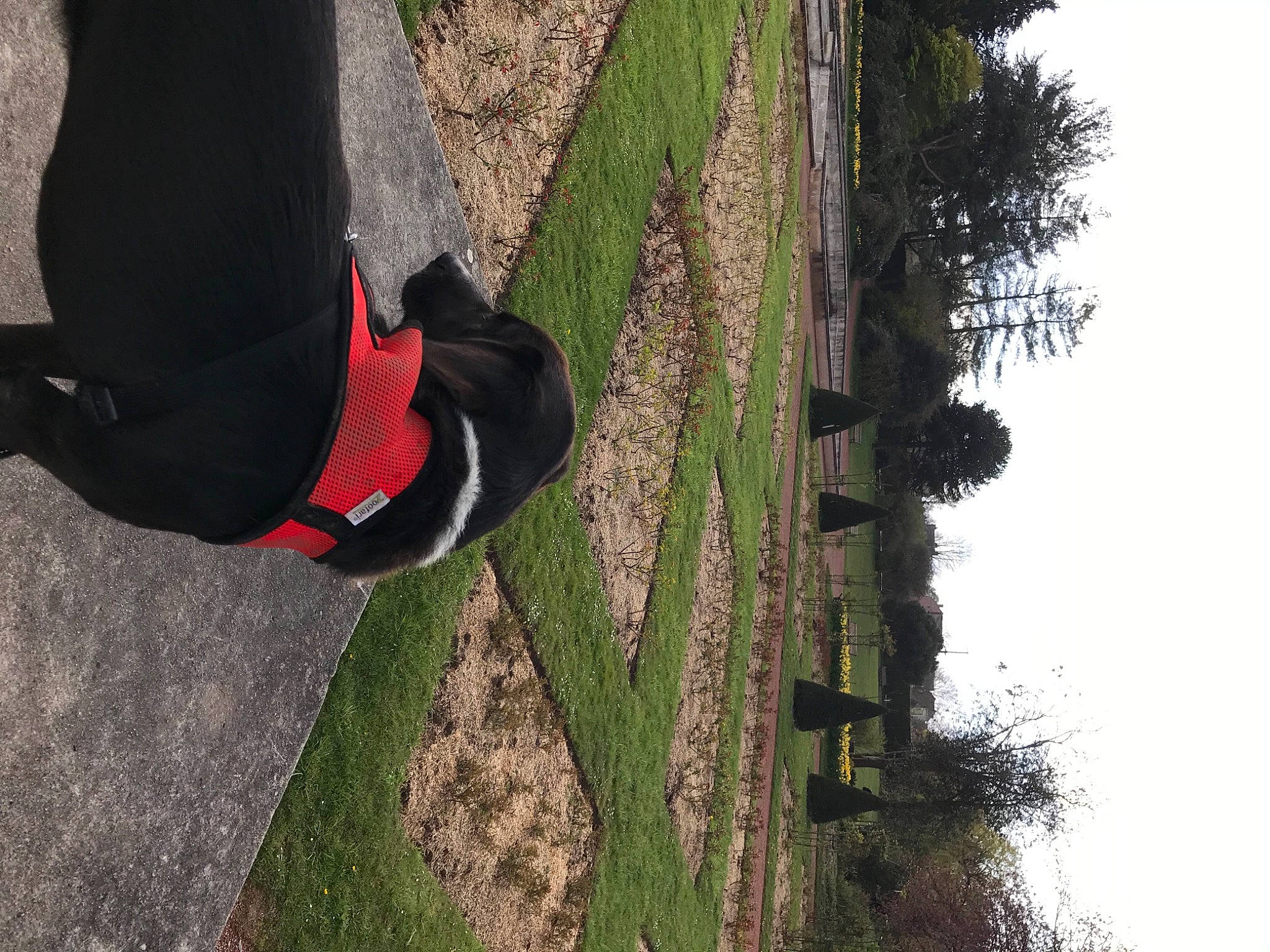 Lucky participe au concours pour gagner de l'argent avec cette photo : ball, branch, carmine, foot, grass, grass_family, human_leg, knee, people_in_nature, plant, recreation, shrub, sky, sports_equipment, sportswear, thigh, toy, tree, trunk, woody_plant