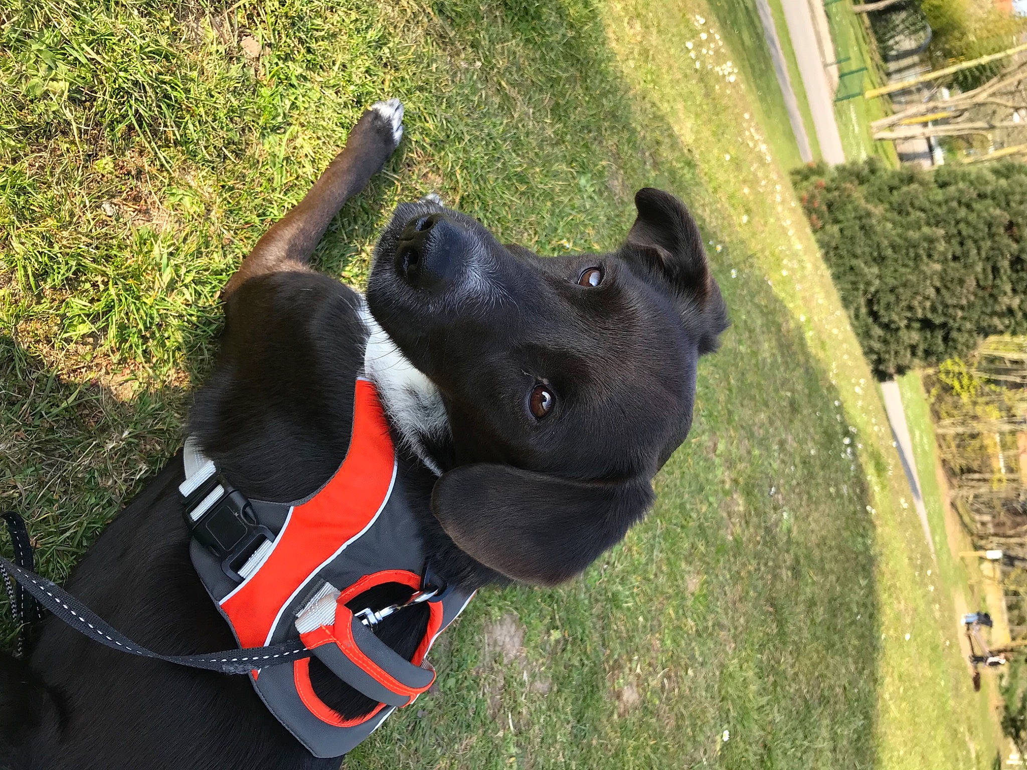 Lucky a rejoint le concours — aidez-le/la à gagner de superbes lots ! carmine, carnivore, collar, companion_dog, dog, dog_breed, dog_collar, dog_supply, fashion_accessory, fawn, grass, personal_protective_equipment, pet_supply, plant, snout, sporting_group, sports_equipment, tree, vertebrate, working_animal