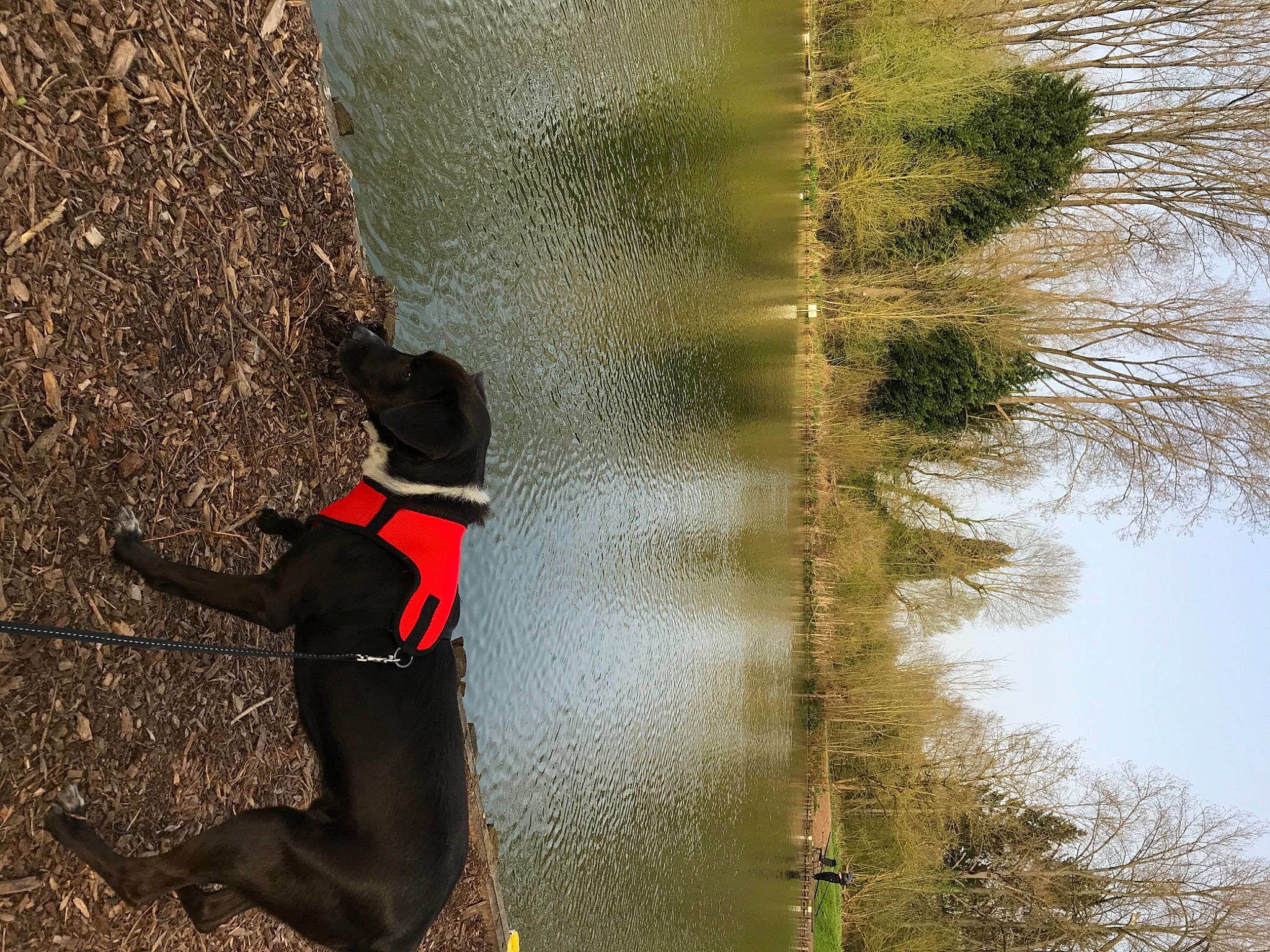Lucky participe au concours pour gagner de l'argent avec cette photo : carnivore, collar, dog, dog_breed, dog_collar, fawn, grass, lake, light, people_in_nature, pet_supply, plant, recreation, sporting_group, tail, tints_and_shades, tree, trunk, water, working_animal