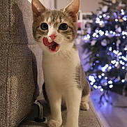 Volta a rejoint le concours — aidez-le/la à gagner de superbes lots ! animal, blurred_background, cat, christmas_tree, couch, cozy, curious, domestic_cat, furniture, holiday_lights, home, indoor, kitten, licking, paws, pet, tongue, whiskers, wide_eyes, young_cat