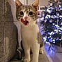 animal, blurred_background, cat, christmas_tree, couch, cozy, curious, domestic_cat, furniture, holiday_lights, home, indoor, kitten, licking, paws, pet, tongue, whiskers, wide_eyes, young_cat