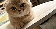 Moka participe au concours pour gagner de l'argent avec cette photo : cat, kitten, fluffy, scottish_fold, pet, animal, face, eyes, whiskers, paws, sitting, indoor, coffee_table, wood, rug, living_room, furniture, portrait, cute, home