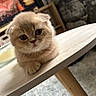 cat, kitten, fluffy, scottish_fold, pet, animal, face, eyes, whiskers, paws, sitting, indoor, coffee_table, wood, rug, living_room, furniture, portrait, cute, home
