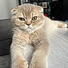 Moka participe au concours pour gagner de l'argent avec cette photo : cat, scottish_fold, pet, fluffy, cream_colored, portrait, close_up, front_view, lying_down, paws, whiskers, green_eyes, indoors, living_room, table, furniture, shelves, home, cute, serious_expression