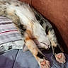Brownie joined the competition — help win amazing prizes! cat, stretching, indoor, couch, pillow, fur, whiskers, paw_pads, relaxed, sleeping, pet, animal, cozy, feline, striped, upside_down, home, soft, cute, resting