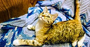 Brownie is registered to the contest to win money with this photo: cat, tabby_cat, stretching, blanket, crochet, blue, white, cozy, feline, pet, indoor, wooden_wall, curious, looking_up, fur, whiskers, paws, relaxed, domestic_animal, cute