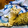 cat, tabby_cat, stretching, blanket, crochet, blue, white, cozy, feline, pet, indoor, wooden_wall, curious, looking_up, fur, whiskers, paws, relaxed, domestic_animal, cute
