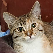 Brownie joined the competition — help win amazing prizes! cat, tabby_cat, close_up, green_eyes, fur, whiskers, pet, animal, domestic_cat, face, ears, nose, cozy, blanket, indoor, relaxed, cute, feline, portrait, soft