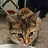 Brownie is registered to the contest to win money with this photo: cat, tabby_cat, carpet, indoor, animal, pet, fur, ears, whiskers, eyes, closeup, curious, crouching, floor, mammal, domestic_animal, feline, brown, black, white