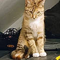Melissa A.
