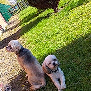 Fiona a rejoint le concours — aidez-le/la à gagner de superbes lots ! canidae, carnivore, companion_dog, dog, dog_breed, fawn, grass, mammal, non_sporting_group, puppy, shar_pei, sporting_group, vertebrate