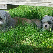 Puce participe au concours pour gagner de l'argent avec cette photo : bolonka, canidae, carnivore, chinese_imperial_dog, companion_dog, dog, dog_breed, grass, havanese, kyi_leo, lhasa_apso, lowchen, maltepoo, mammal, pekapoo, polish_lowland_sheepdog, poodle_crossbreed, shih_tzu, tibetan_terrier, vertebrate