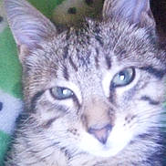 Lucky is registered to the contest to win money with this photo: cat, tabby, close_up, sleepy, pet, feline, animal, fur, ears, whiskers, green_blanket, pattern, indoor, cozy, relaxing, cute, soft_light, mammal, domestic_animal, portrait