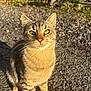 cat, tabby, animal, outdoor, sunlight, gravel, whiskers, feline, pet, nature, blurred_background, greenery, curious, sitting, daylight, fur, eyes, three_cats, building_wall, shadow