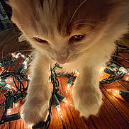 George is registered to the contest to win money with this photo: cat, close_up, paw, christmas_lights, string_lights, wooden_floor, fur, curious, indoor, pet, animal, warm_lighting, holiday, decorations, tangled, cute, whiskers, soft, playful, feline