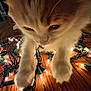 cat, close_up, paw, christmas_lights, string_lights, wooden_floor, fur, curious, indoor, pet, animal, warm_lighting, holiday, decorations, tangled, cute, whiskers, soft, playful, feline