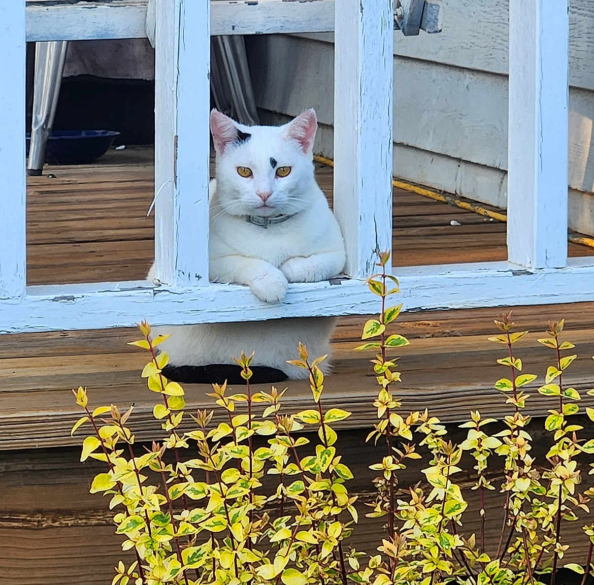 Lucy Snow is registered to the contest to win money with this photo: animal, cat, closeup, collar, curious, daylight, fence, leaves, nature, outdoor, pet, plants, porch, railing, relaxed, sitting, white_cat, wood, wooden_deck, yellow_eyes