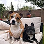 animal, backyard, black_and_white, brick_wall, canine, companion, cushion, cute, dog, friendship, furniture, garden, outdoor, pet, plant, portrait, potted_plant, relaxed, sofa, tan_and_white