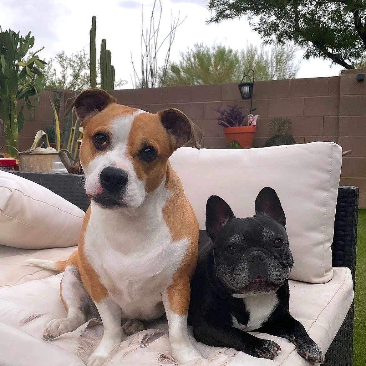 Dexter And Eli joined the competition — help win amazing prizes! animal, backyard, black_and_white, brick_wall, canine, companion, cushion, cute, dog, friendship, furniture, garden, outdoor, pet, plant, portrait, potted_plant, relaxed, sofa, tan_and_white