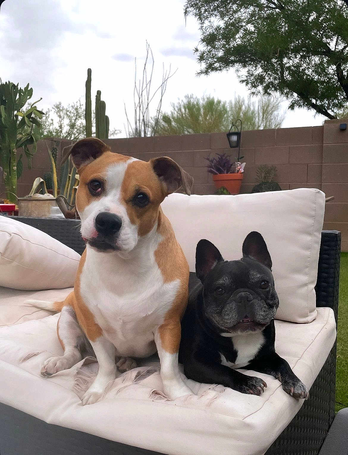 Dexter And Eli joined the competition — help win amazing prizes! animal, backyard, black_and_white, brick_wall, canine, companion, cushion, cute, dog, friendship, furniture, garden, outdoor, pet, plant, portrait, potted_plant, relaxed, sofa, tan_and_white