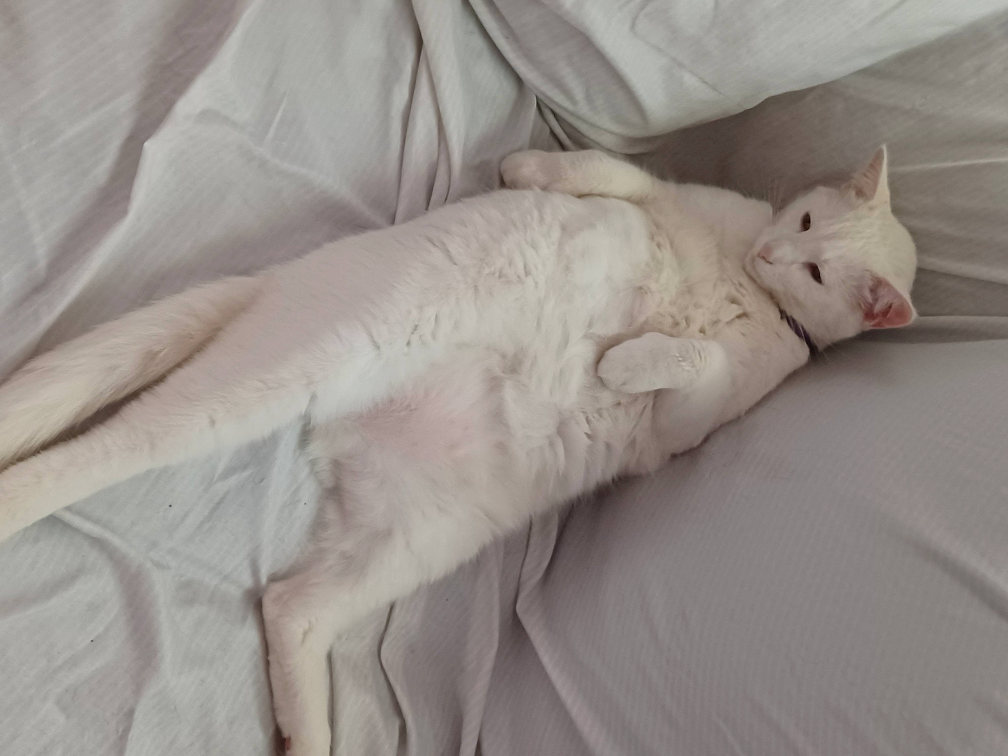Babe is registered to the contest to win money with this photo: bed, bedding, bedroom, carnivore, cat, comfort, duvet, felidae, foot, fur, grey, human_leg, linens, nap, paw, sleep, small_to_medium_sized_cats, tail, textile, whiskers