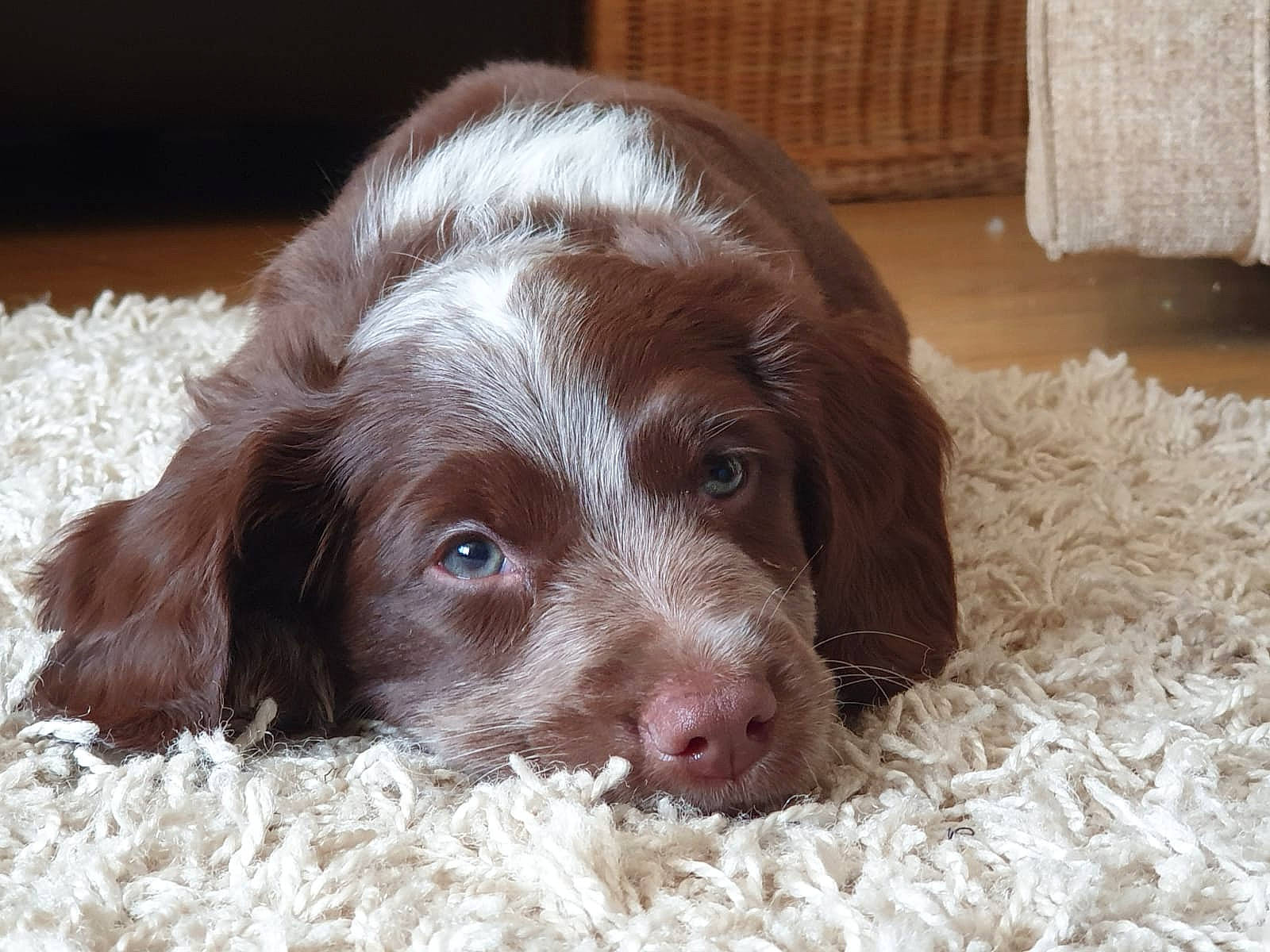 Milo joined the competition — help win amazing prizes! blue_picardy_spaniel, brittany, canidae, carnivore, dog, dog_breed, drentse_patrijshond, french_spaniel, german_longhaired_pointer, german_spaniel, liver, mammal, picardy_spaniel, pointing_breed, puppy, small_munsterlander, snout, spaniel, sporting_group, vertebrate