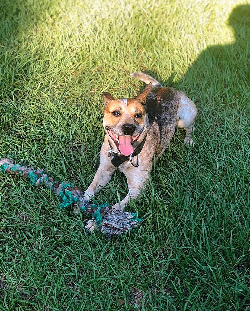 Chase is registered to the contest to win money with this photo: canidae, carnivore, collar, companion_dog, dog, dog_breed, dog_clothes, dog_collar, dog_supply, fashion_accessory, fawn, garden_hose, grass, grass_family, grassland, lawn, leash, plant, sporting_group, tail