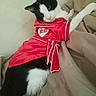 Titan is registered to the contest to win money with this photo: cat, black_and_white, pet_clothing, red_outfit, xoxo, heart, blanket, bed, paw, hand, indoor, cute, cozy, resting, animal, fur, whiskers, looking, domestic_cat, relaxed