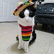 Titan is registered to the contest to win money with this photo: cat, black_and_white, sombrero, poncho, costume, indoor, floor, door, stroller, pet, animal, sitting, tile_floor, white, colorful, hat, fur, whiskers, portrait, cute