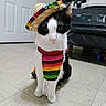animal, black_and_white, cat, colorful, costume, cute, door, floor, fur, hat, indoor, pet, poncho, portrait, sitting, sombrero, stroller, tile_floor, whiskers, white