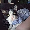 Titan joined the competition — help win amazing prizes! cat, black_and_white_cat, green_eyes, shirt, pet, indoor, couch, toddler, child, person, fur, whiskers, close_up, looking_at_camera, domestic_animal, resting, human_leg, soft_lighting, background, home