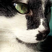Chouchou participe au concours pour gagner de l'argent avec cette photo : cat, close_up, black_and_white, green_eye, fur, whiskers, pet, animal, face, profile, nature, domestic, mammal, portrait, feline, cute, soft, sharp_detail, indoor, calm