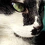 cat, close_up, black_and_white, green_eye, fur, whiskers, pet, animal, face, profile, nature, domestic, mammal, portrait, feline, cute, soft, sharp_detail, indoor, calm