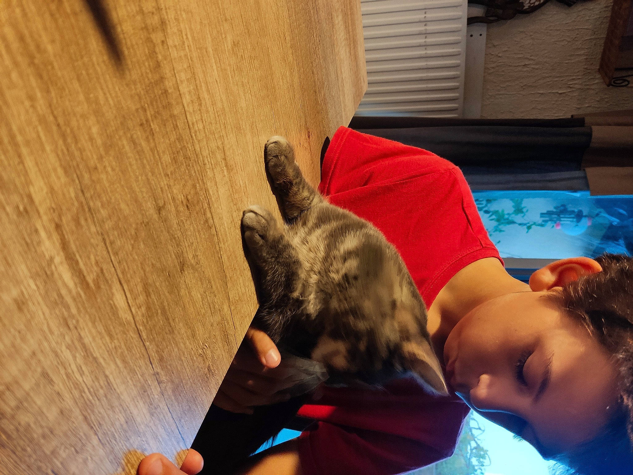 Pia a rejoint le concours — aidez-le/la à gagner de superbes lots ! canidae, carnivore, comfort, companion_dog, dog_breed, elbow, fawn, felidae, flooring, fun, fur, gesture, hardwood, human_leg, leisure, small_to_medium_sized_cats, sporting_group, tail, wood, wood_stain