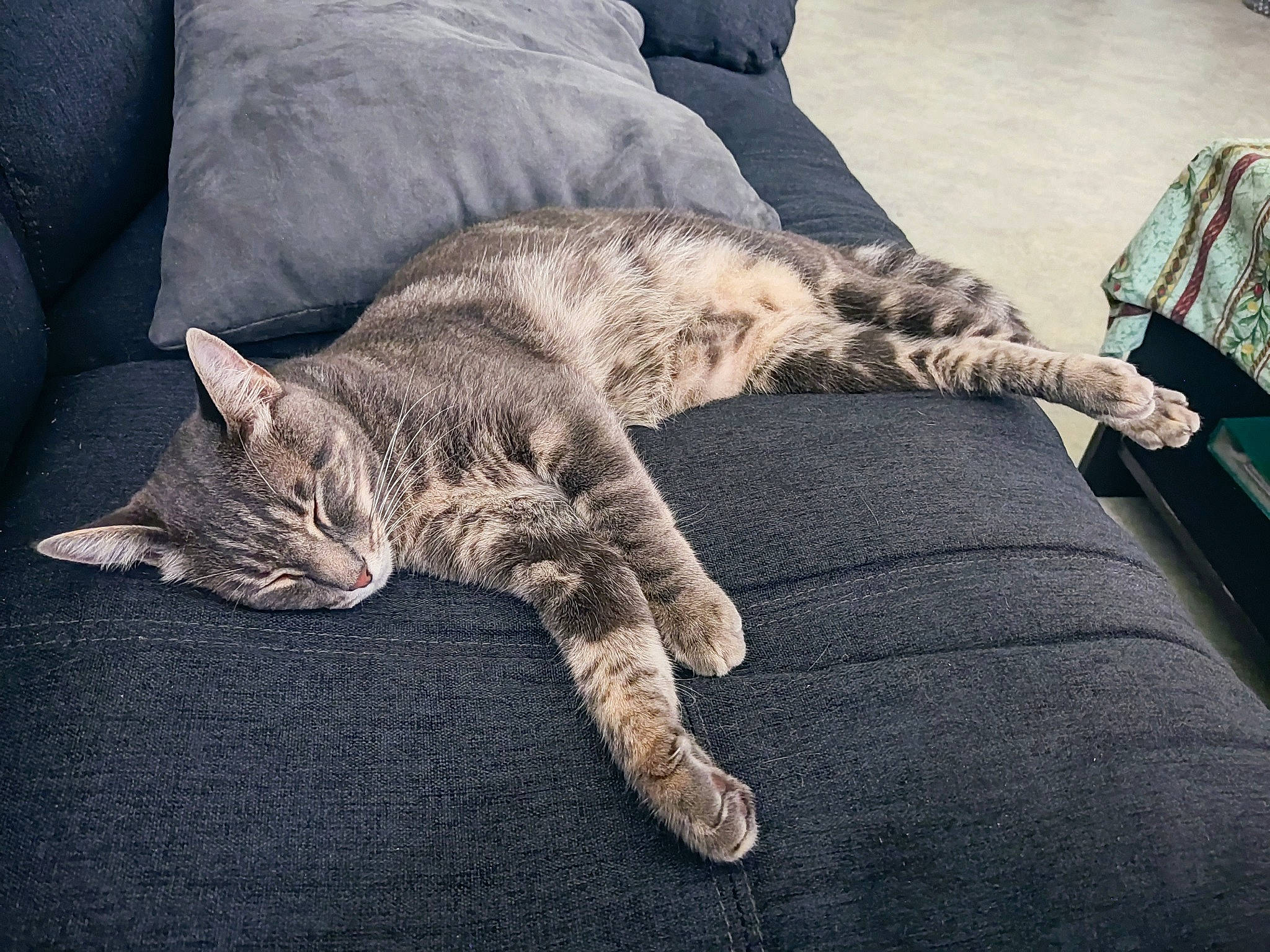 Pia participe au concours pour gagner de l'argent avec cette photo : carnivore, cat, claw, comfort, couch, domestic_short_haired_cat, felidae, fur, grey, human_leg, metal, nap, paw, sitting, sleep, small_to_medium_sized_cats, snout, tail, whiskers