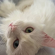 Neige participe au concours pour gagner de l'argent avec cette photo : cat, white_cat, heterochromia, odd_eyed, feline, pet, close_up, portrait, whiskers, pink_nose, ear, fur, bedding, blanket, indoor, cozy, green_eye, blue_eye, soft_texture, cute