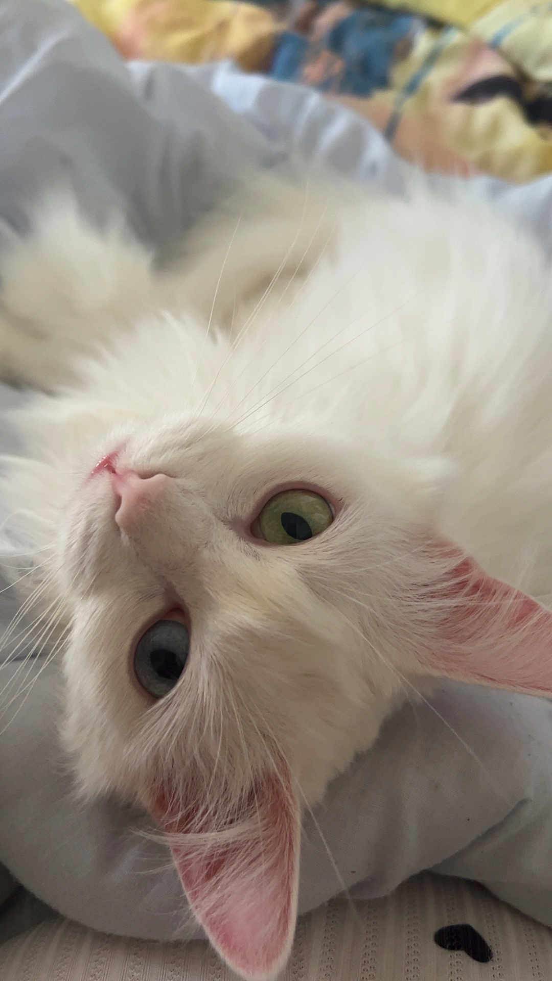 Neige participe au concours pour gagner de l'argent avec cette photo : cat, white_cat, heterochromia, odd_eyed, feline, pet, close_up, portrait, whiskers, pink_nose, ear, fur, bedding, blanket, indoor, cozy, green_eye, blue_eye, soft_texture, cute