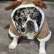 Frankie joined the competition — help win amazing prizes! animal, brown, canine, clothing, costume, cute, dog, ears, eyes, french_bulldog, funny, fur, holiday, indoor, looking_up, nose, pet, portrait, reindeer, white