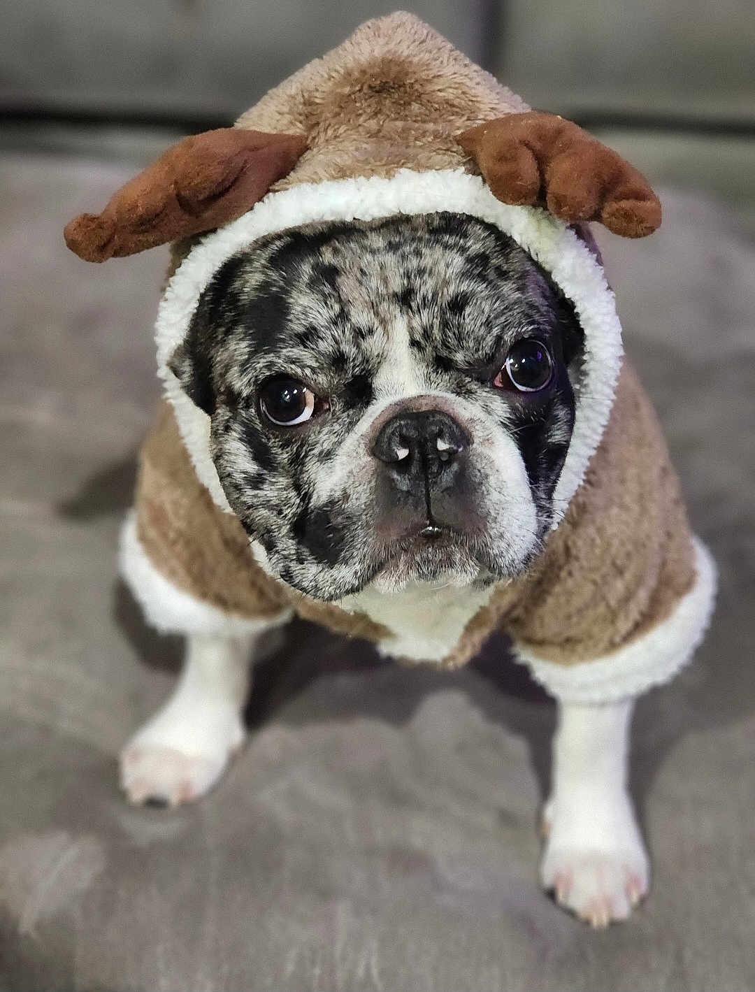 Frankie
