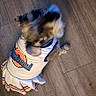 dog, small_dog, pet, costume, cheerleader, uniform, dress, striped_clothing, blue, white, red, wooden_floor, indoors, motion_blur, playful, sitting, top_down_view, animal, cute, photography