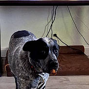 Oreo joined the competition — help win amazing prizes! dog, pet, animal, tie, dressed_up, standing, living_room, television, sports, news, couch, floor, indoors, home, cables, collar, leash, black_and_white, funny, portrait
