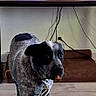 dog, pet, animal, tie, dressed_up, standing, living_room, television, sports, news, couch, floor, indoors, home, cables, collar, leash, black_and_white, funny, portrait