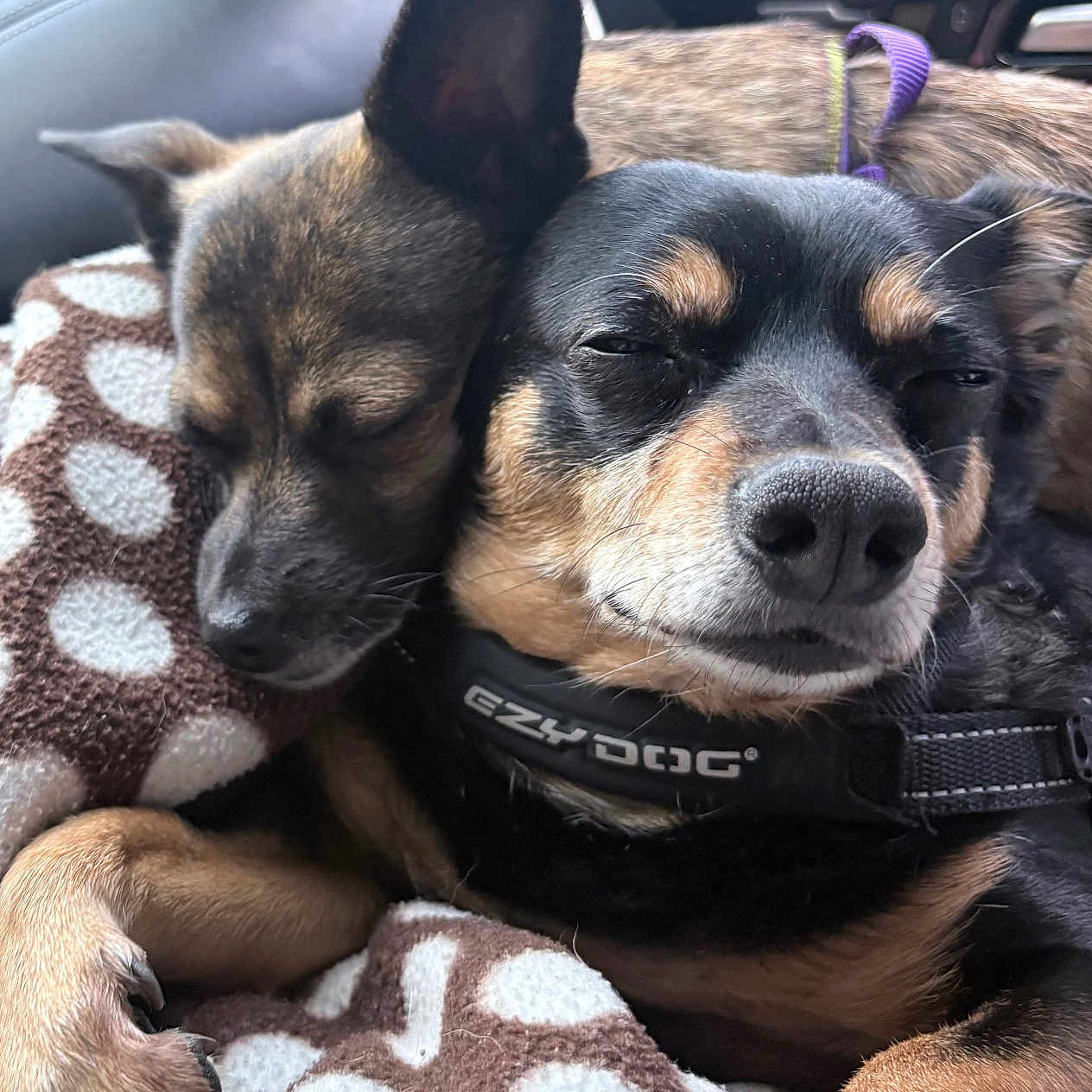 Kopa And Vitani is registered to the contest to win money with this photo: dog, sleeping, snuggling, blanket, polka_dot, car_interior, collar, close_up, pet, animal, fur, paw, relaxed, companion, cute, cozy, friendship, indoor, resting, canine