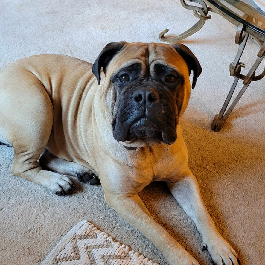 Kua is registered to the contest to win money with this photo: animal, boxer, bulldog, canine, dog, frenchbulldog, indoors, interiordesign, person, pet, pitbull, pug, puppy, snout